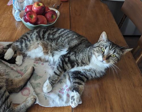 Lost Female Cat last seen Crescent Dr. and Cherry off Mt Zion, Florence, KY 41042