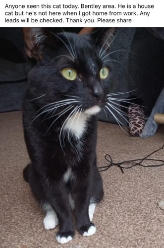 Lost Male Cat last seen Willenhall, West Midlands, England WS2