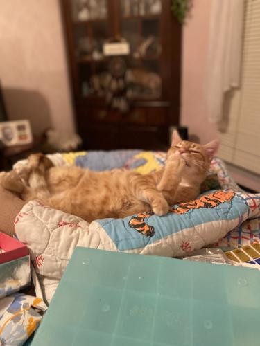 Lost Male Cat last seen Highhouse and Maynarf, Cary, NC 27513