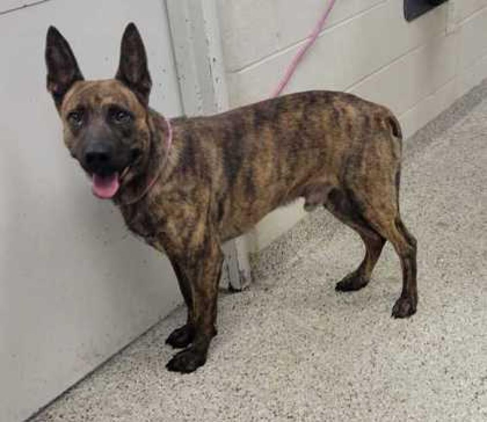 Shelter Stray Male Dog last seen Near Walrond Ave, 64132, MO, Kansas City, MO 64132