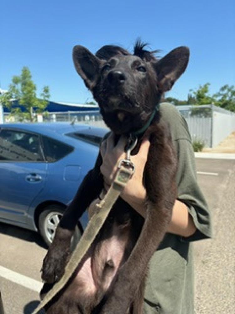 Shelter Stray Male Dog last seen Olive & Newmark, Sanger Zone Fresno CO 4 93657, CA, Fresno, CA 93706