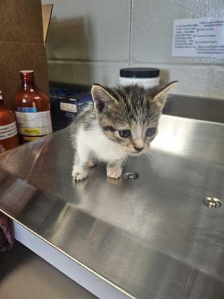 Shelter Stray Female Cat last seen Near Aragon Rd, 70377 - Montegut, LA, Gray, LA 70359