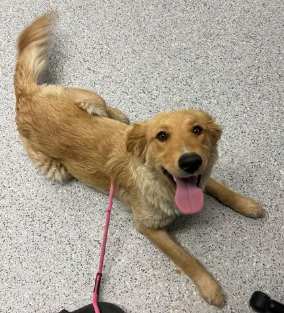 Shelter Stray Female Dog last seen Canyon County, ID 83660, Caldwell, ID 83605