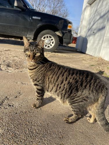 Lost Female Cat last seen 127th and Pawnee/Tara Falls neighborhood, Wichita, KS 67207