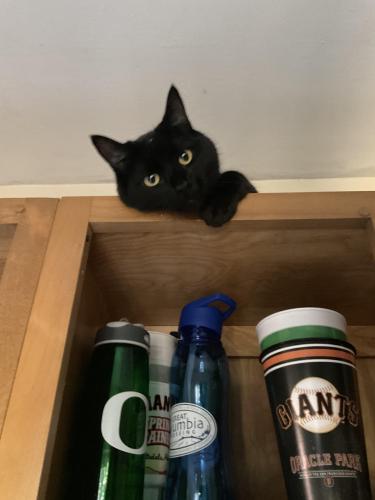 Lost Male Cat last seen 13th and se Belmont , Portland, OR 97214