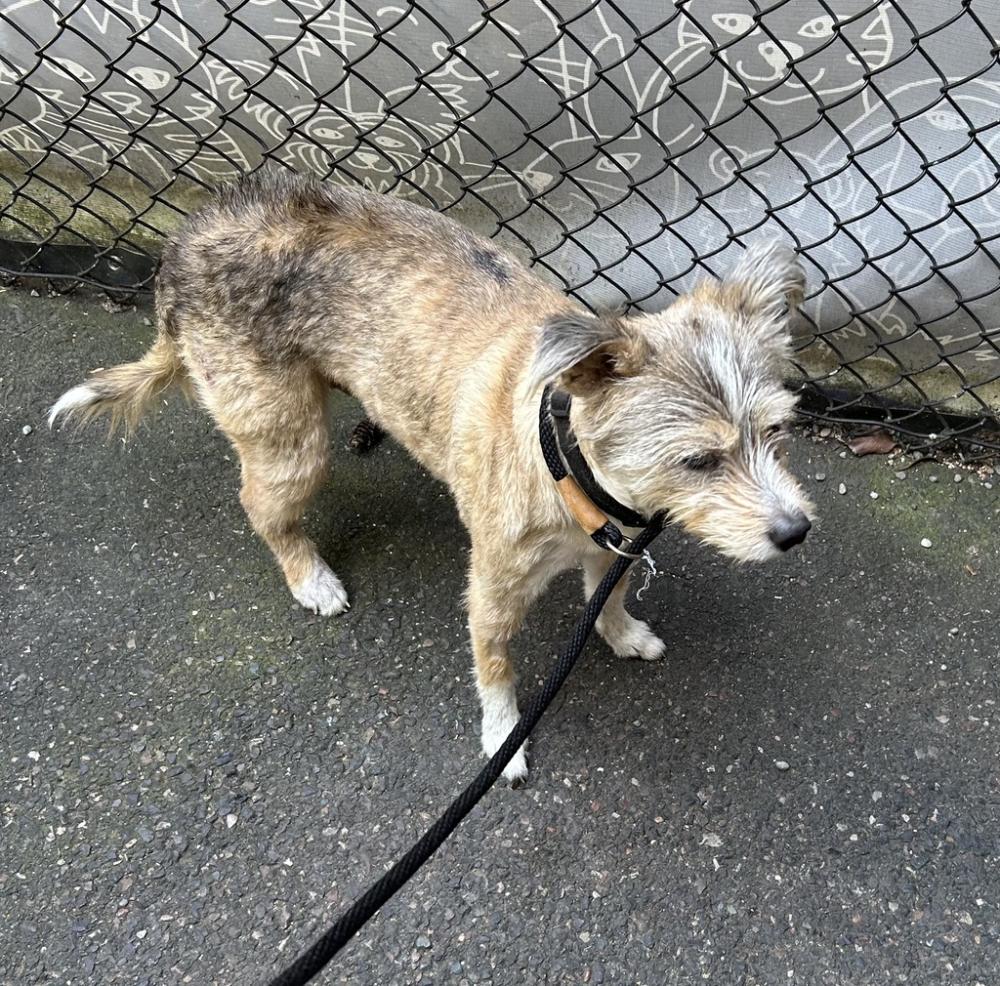 Shelter Stray Male Dog last seen Highway bridge on Swan Island, OR, Troutdale, OR 97060