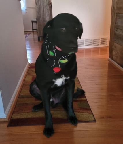 Lost Male Dog last seen Field CT and Clubcrest , Arvada, CO 80005