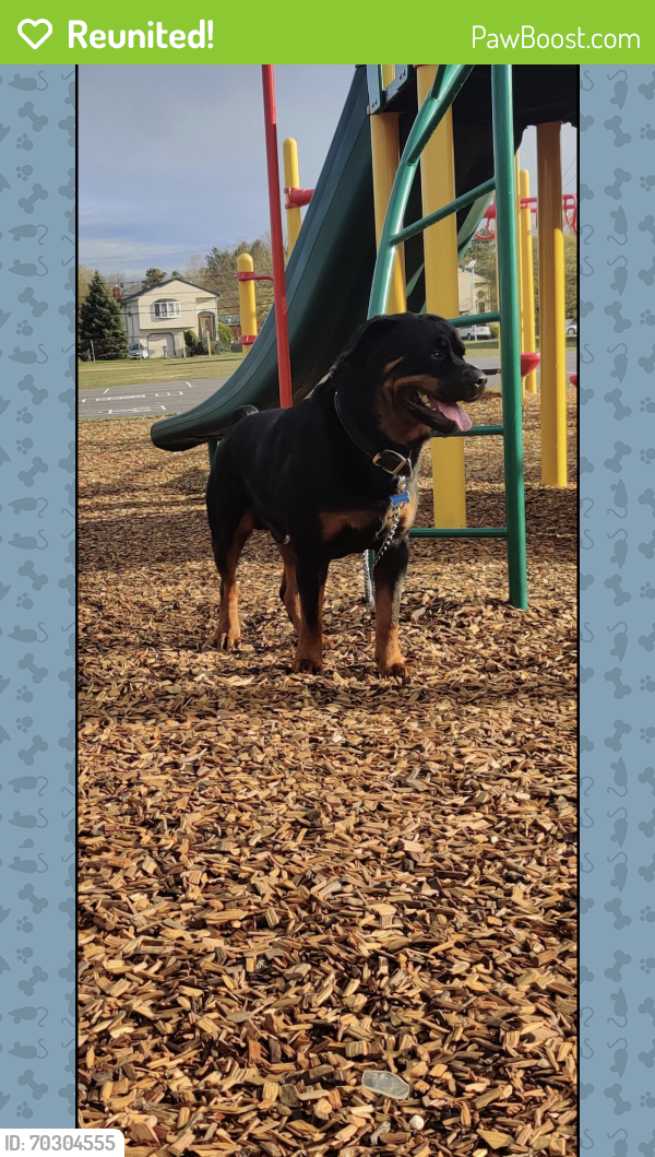 Reunited Male Dog in Bay Shore, NY 11706 (ID: 70304555) | PawBoost