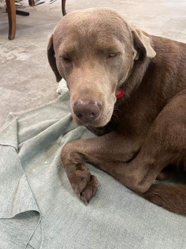 Lost Male Dog last seen Near Giles ave, Wilmington, NC 28403