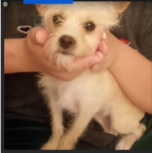 Lost Female Dog last seen Near Southwest Guthrie Terrace, Lake City, FL, USA, Lake City, FL 32024