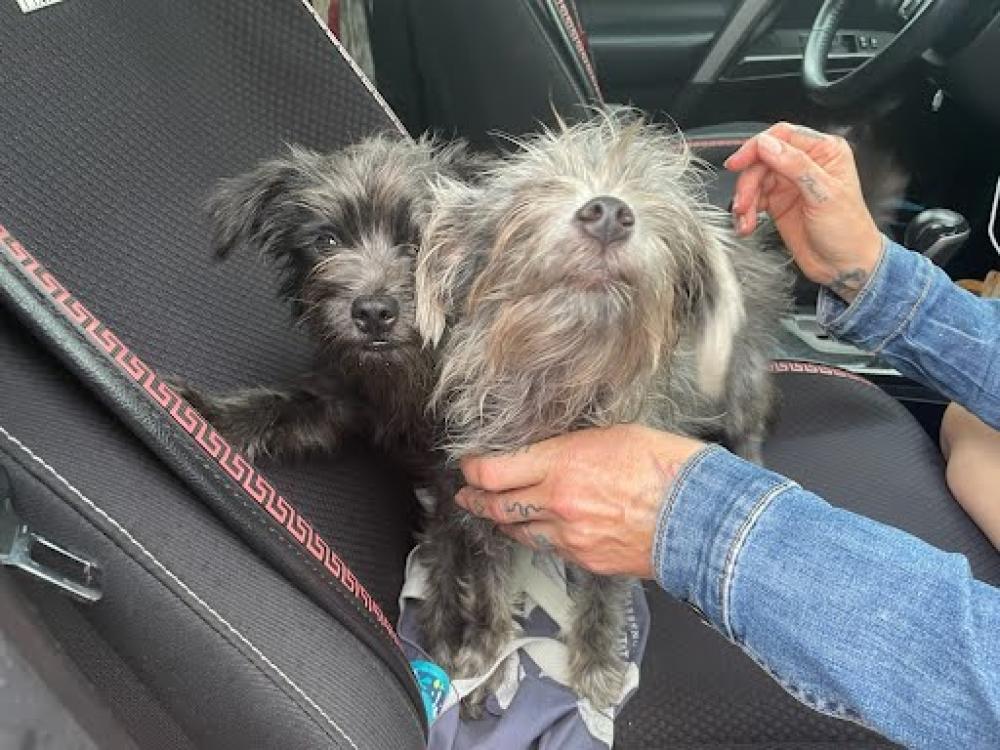 Shelter Stray Female Dog last seen TERI ROAD AND EAST STASSNEY LANE, Austin, TX 78702
