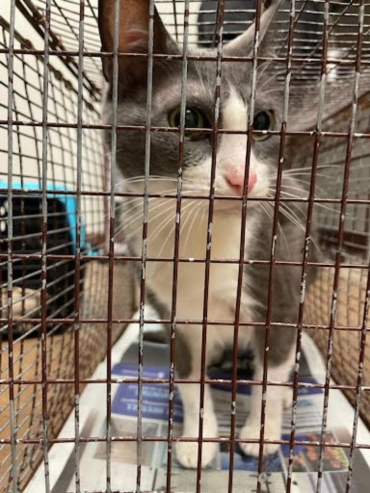 Shelter Stray Female Cat last seen Near BLOCK EAST RIVERSIDE DRIVE, Austin, TX 78702