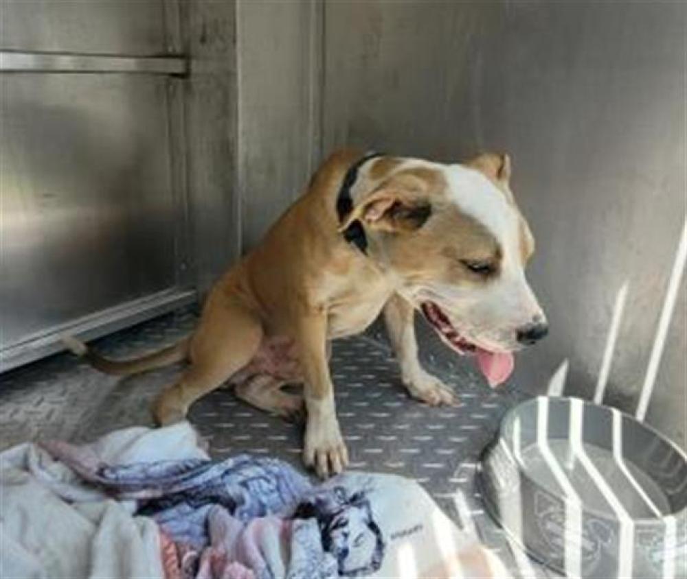 Shelter Stray Male Dog last seen , Detroit, MI 48211