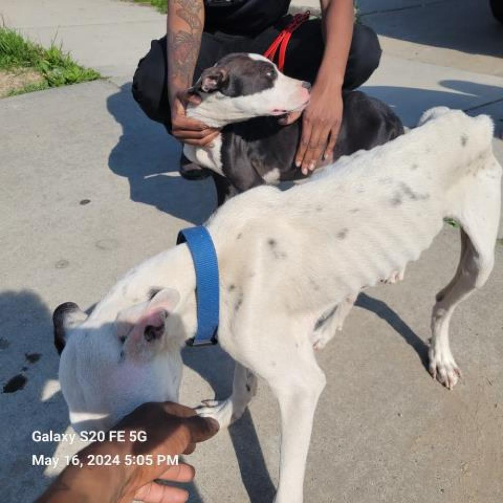Shelter Stray Male Dog last seen Near BLOCK COLLINGWOOD ST, DETROIT, MI 48206, Detroit, MI 48211