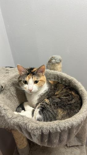 Lost Female Cat last seen 13th st , Des Moines, IA 50314