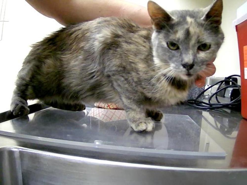 Shelter Stray Female Cat last seen Near BLOCK N MCCARRAN BLVD, RENO NV 89503, Reno, NV 89502