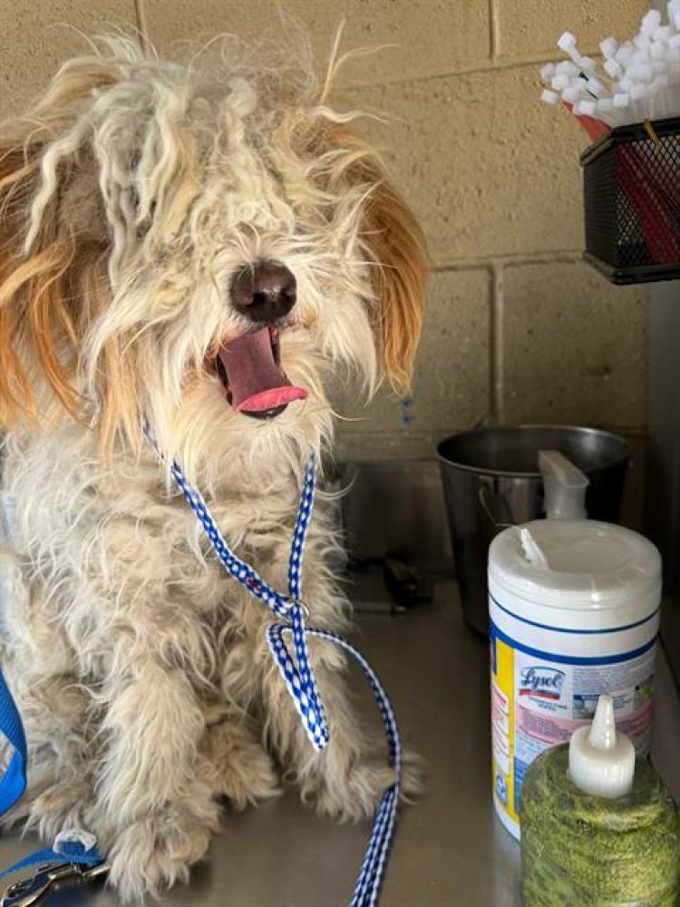 Shelter Stray Male Dog last seen Near BLK S MT VERNON AVE, BAKERSFIELD CA, Bakersfield, CA 93307