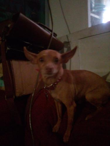 Lost Male Dog last seen 22st and McDowell papago trailer park, Phoenix, AZ 85006