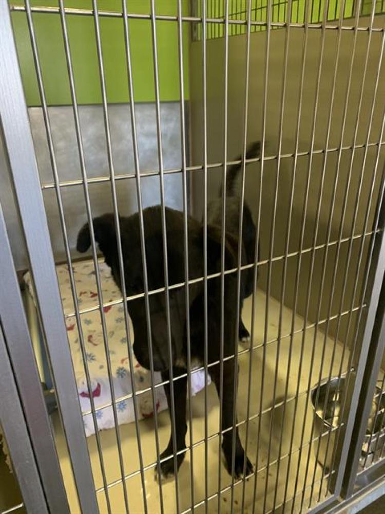 Shelter Stray Male Dog last seen Near BLOCK DRIVER RD, DELANO CA 93215, Bakersfield, CA 93308