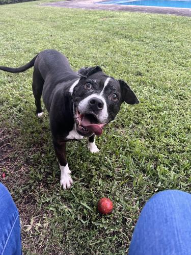 Lost Female Dog last seen Coral way 76 Avenue , Miami, FL 33155