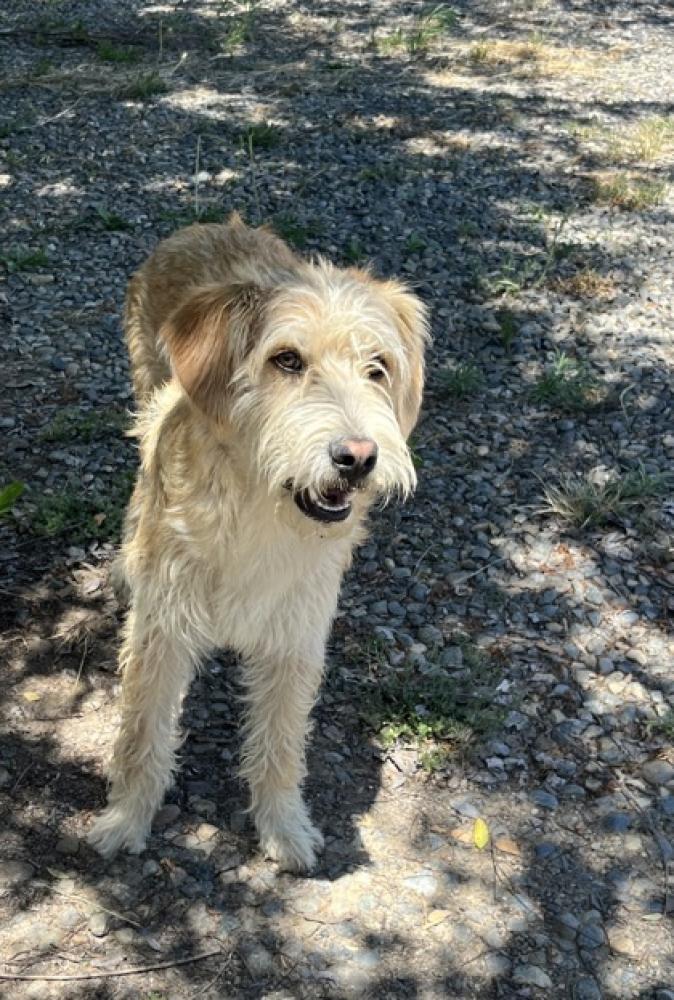 Shelter Stray Male Dog last seen W Belmont Ave & N Hayes Ave, Fresno Zone Fresno CO 2 93723, , Fresno, CA 93706