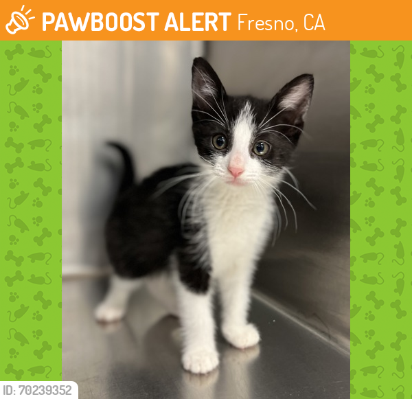 Shelter Stray Female Cat last seen S Fig Ave & Fantz Ave, Fresno Zone Fresno CO 2 93706, CA, Fresno, CA 93706