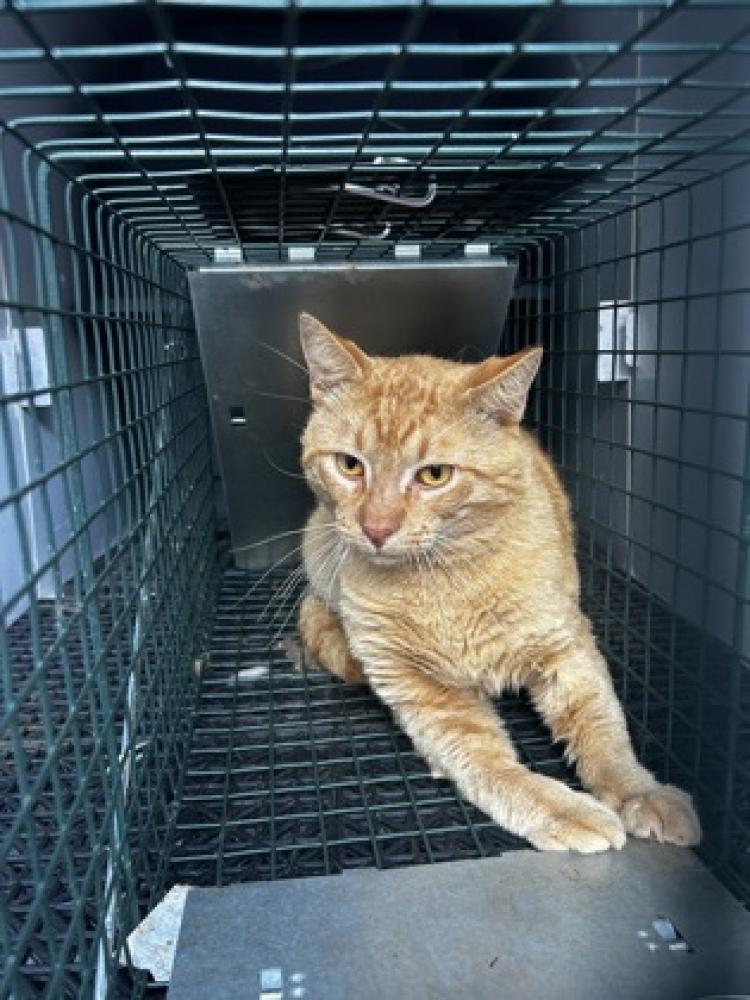 Shelter Stray Male Cat last seen Villa Rica, GA 30180, Carrollton, GA 30117