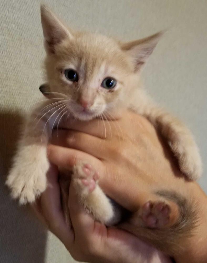Shelter Stray Male Cat last seen Brazos County, TX , Bryan, TX 77807