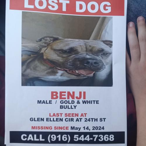Lost Male Dog last seen South Sacramento airport 24th street, Sacramento, CA 95822