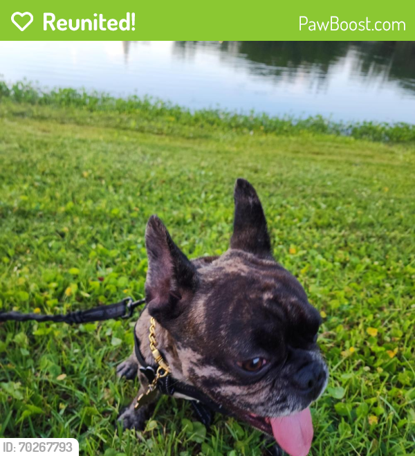 Reunited Male Dog last seen W 27th St, Sanford, FL 32773, USA, Sanford, FL 32773