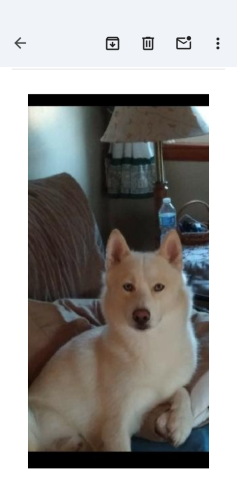 Lost Male Dog last seen Near W. Third Street , New Lebanon, OH 45345