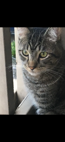 Lost Male Cat last seen 179-70A Ave, Surrey, BC V3S 7S5