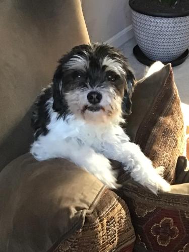 Lost Female Dog last seen Smith road and Tylersville road, Tylersville, OH 45069