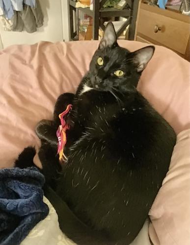 Lost Male Cat last seen Redbird Rd and County Rd 156, Georgetown, TX 78626