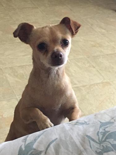 Lost Female Dog last seen near Jack in the box and Holiday Inn, San Antonio, TX 78221