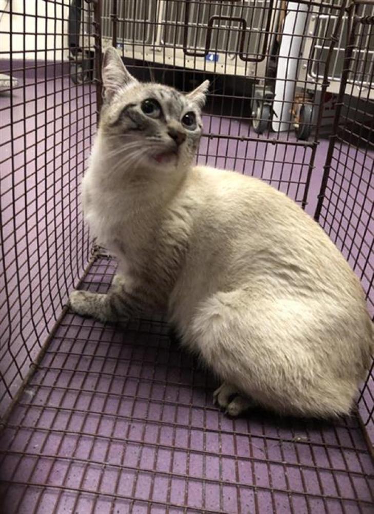 Shelter Stray Female Cat last seen Near BLOCK E CURRY ST, LONG BEACH CA, Long Beach, CA 90815