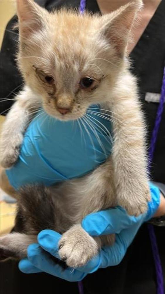 Shelter Stray Male Cat last seen 35H AVE & 64TH ST, Sacramento, CA 95818