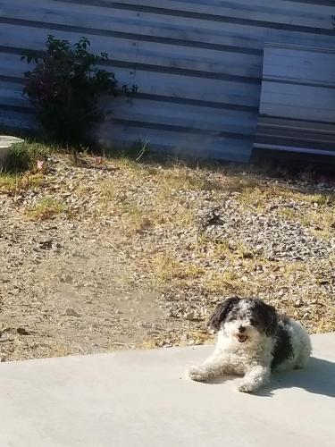 Lost Male Dog last seen San Gorgonio way and Monterrey Ave., Palm Desert, CA 92260