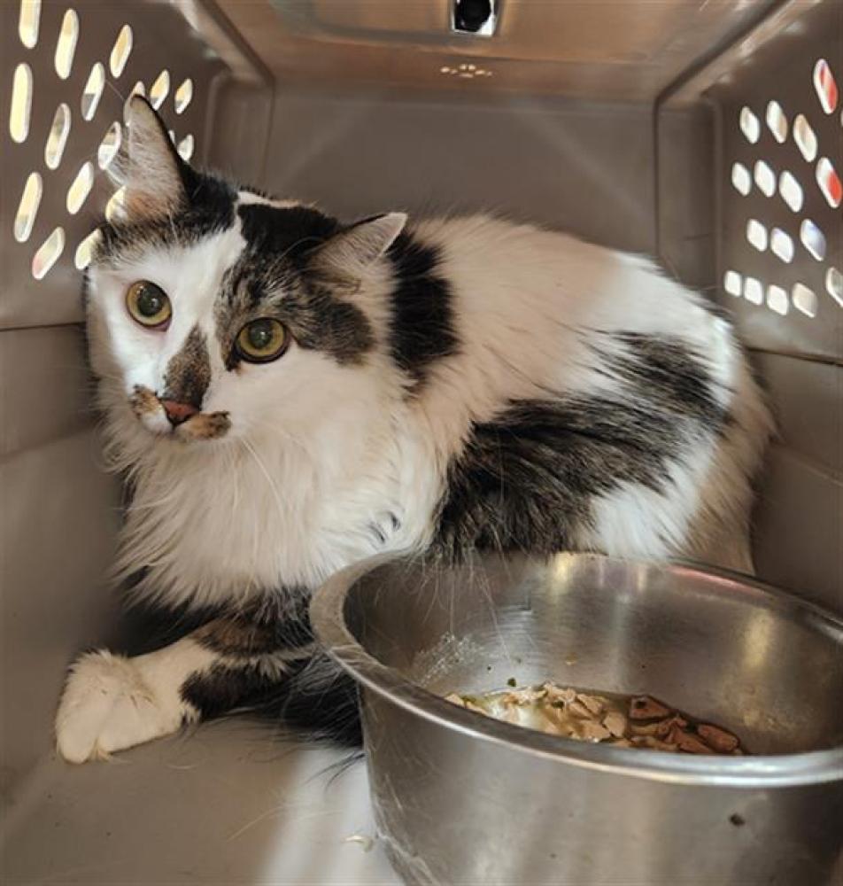 Shelter Stray Female Cat last seen Near BLOCK N HIGH ST, DENVER CO 80205, Denver, CO 80223