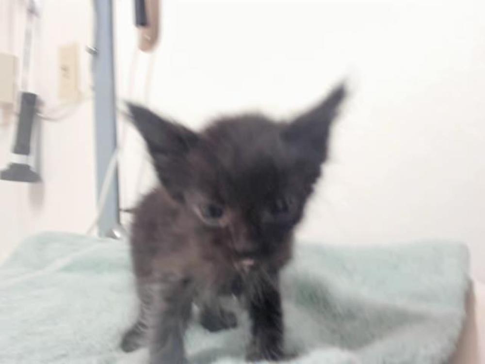 Shelter Stray Male Cat last seen LA PORTE/EVERGLADE, Hayward, CA 94544