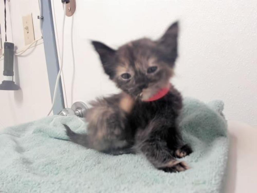 Shelter Stray Female Cat last seen LA PORTE/EVERGLADE, Hayward, CA 94544