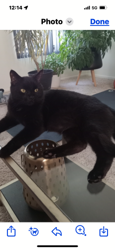 Lost Male Cat last seen Grand and sunny side , Brookfield, IL 60513