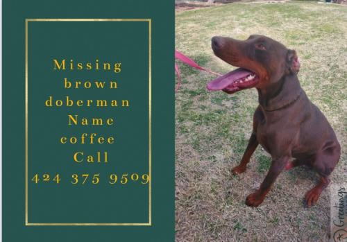 Lost Male Dog last seen W D8 /85th , Lancaster, CA 93536
