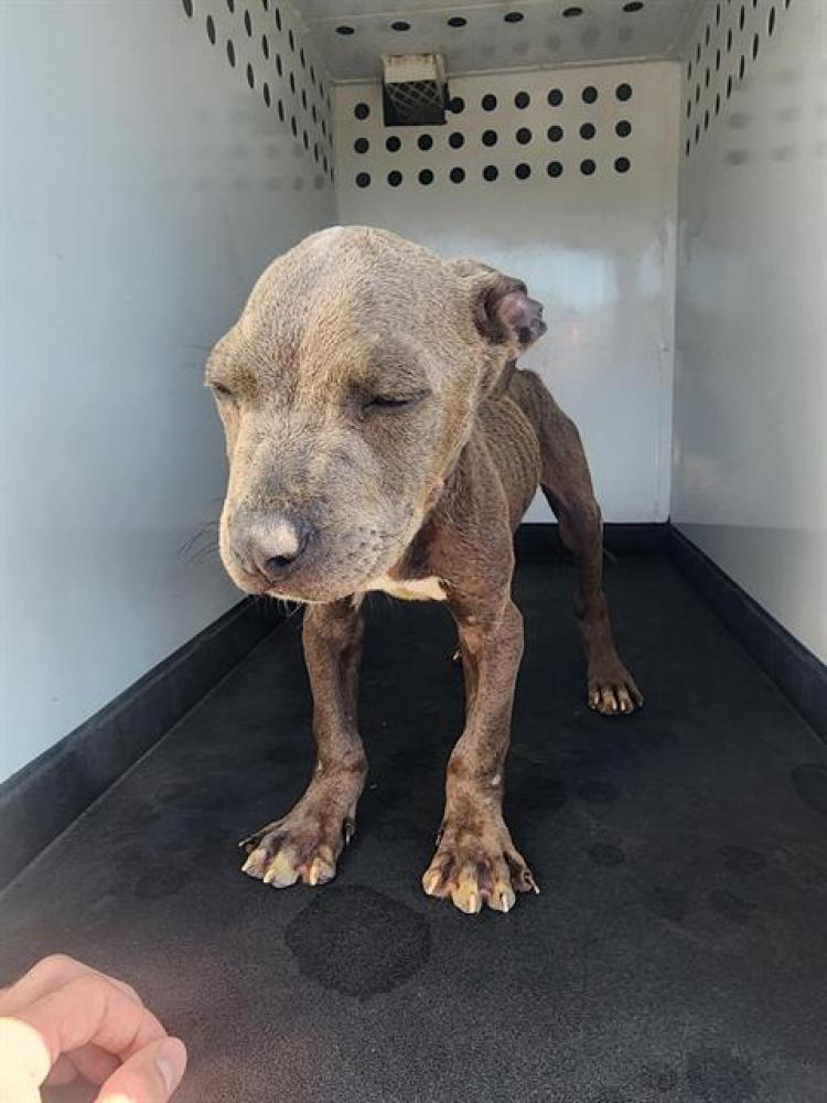Shelter Stray Male Dog last seen Near BLOCK CALLE ORLANDO, ARVIN CA 93203, Bakersfield, CA 93308