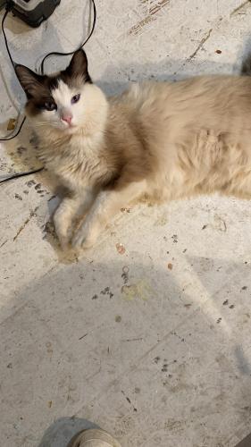 Lost Male Cat last seen Rosamond Blvd , Rosamond, CA 93560