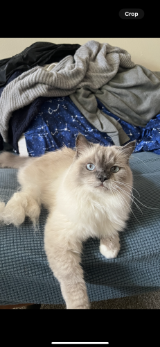 Lost Male Cat last seen Azalea Dr and Pecan St near Overland Trail and Prospect Road , Fort Collins, CO 80526