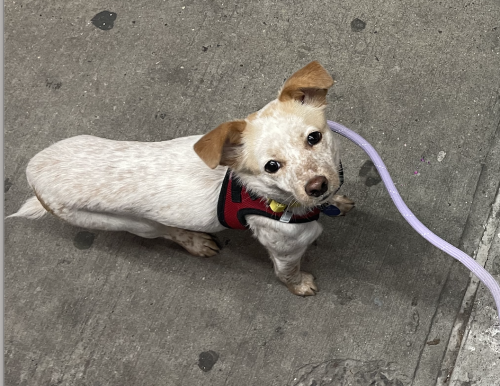 Lost Female Dog last seen wythe and n11, Brooklyn, NY 11249