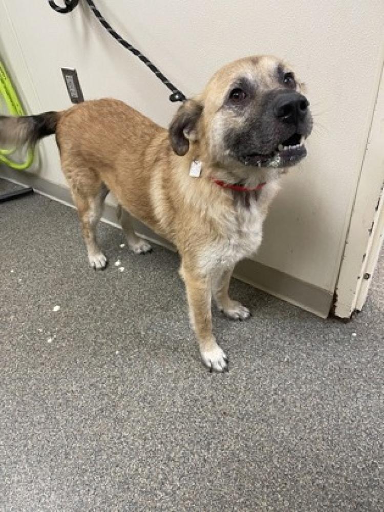 Shelter Stray Male Dog last seen New Miami, OH 45011, West Chester Township, OH 45011