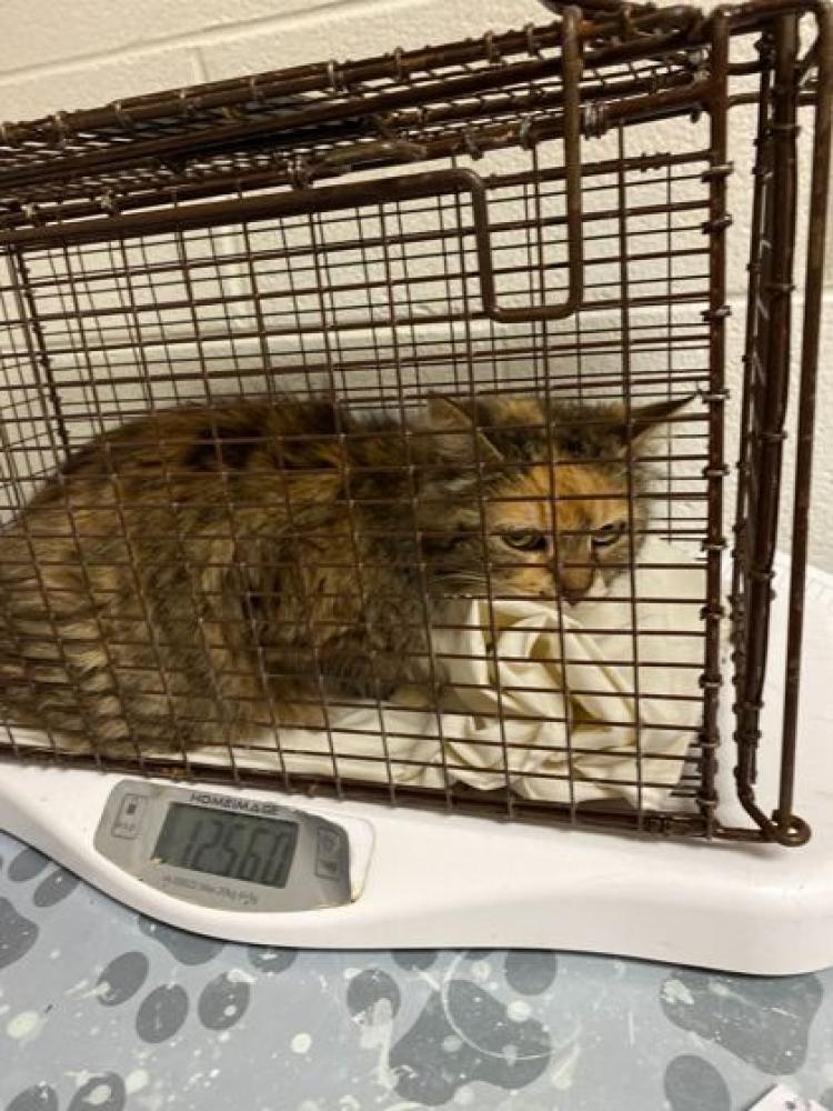 Shelter Stray Female Cat last seen Knoxville, TN 37921, Knoxville, TN 37919