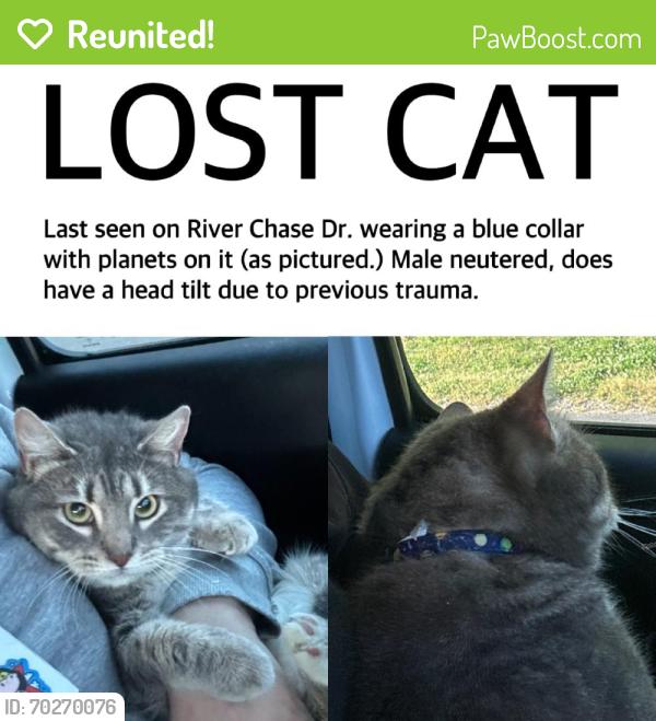 Reunited Male Cat last seen Near Hunters Way, Monroe, NC 28110, USA, Monroe, NC 28110